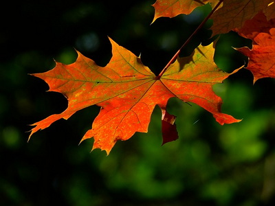 autumn-acer-platanoides-globosum-leaf