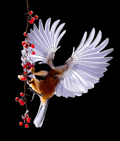 bird-tit