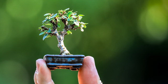 bonsai