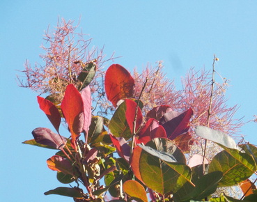 cotinus-coggygria-royal-purple-cserszomorce