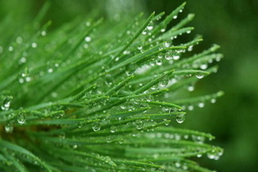 fenyo-coniferous