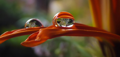 flower-waterdrop