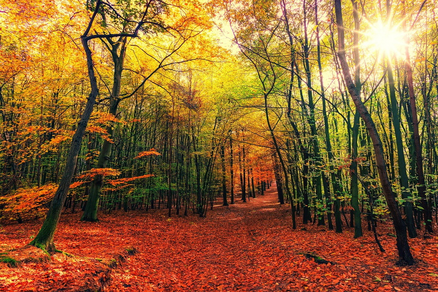 forest