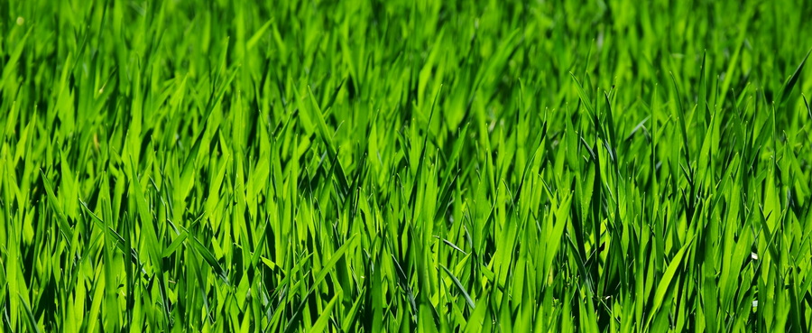 grass