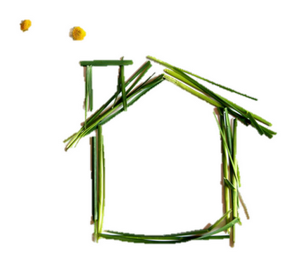 greenhouse-pinaceae-423x369.png