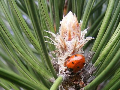 ladybug-697477_400x300.jpg