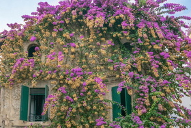 28. Növény - Dísznövény