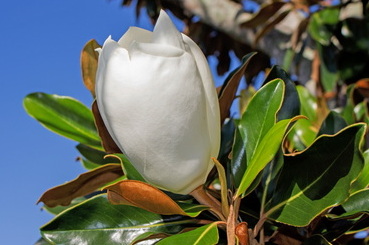 magnolia-grandiflora
