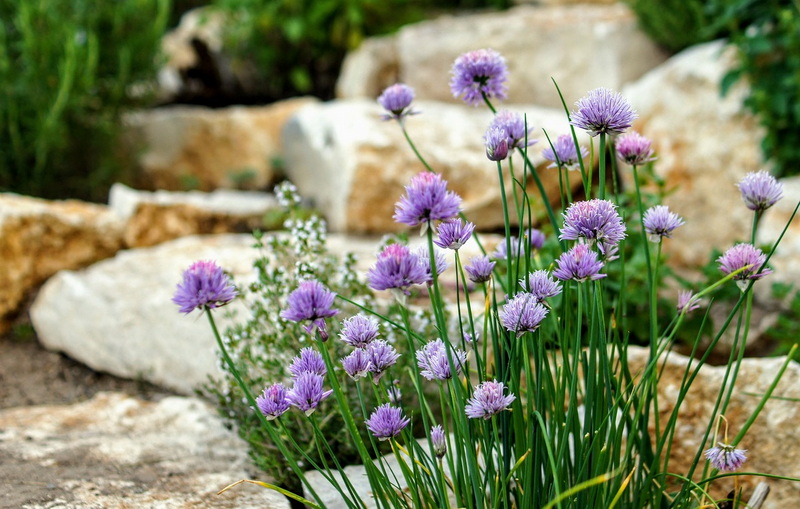 onion-chives