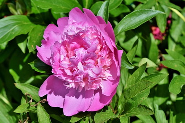 paeonia-x-sufruticosa_fas-bazsrozsa