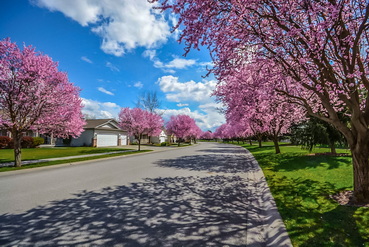 prunus-serrulata-kanzan-neighborhood