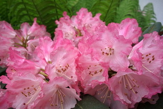 rhododendron-flower