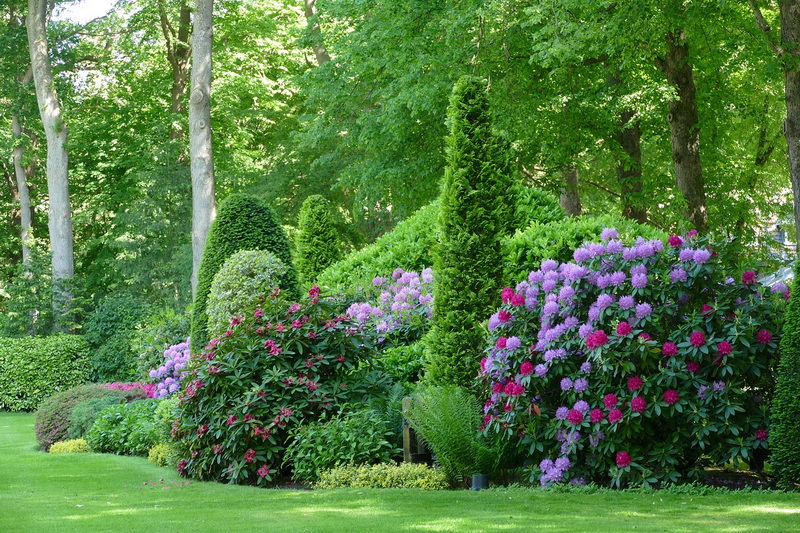 rhododendron-in-garden