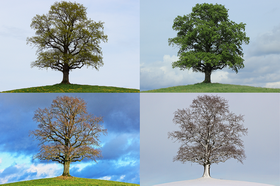 39. Növények szezonális jellemzői