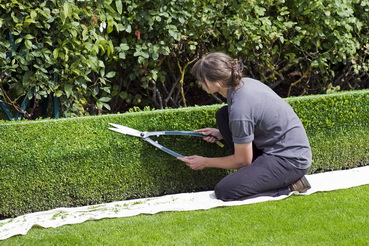 soveny-formazas-box-hedge-topiary