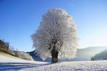 tree-winter
