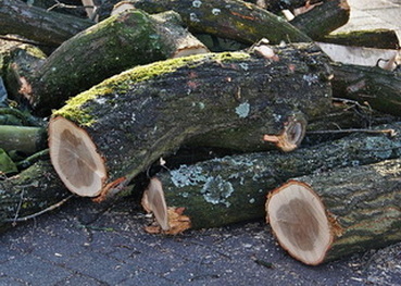 trees-felled-trunks