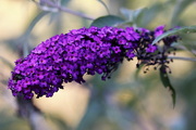 Buddleja-davidii-black-knight-nyariorgona