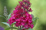 Buddleja-davidii-burgundy-nyariorgona