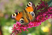 Buddleja-davidii-burgundy-nyariorgona-and-butterfly