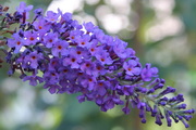 Buddleja-davidii-empire-blue-nyariorgona
