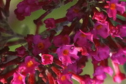 Buddleja-davidii-nanho-red-nyariorgona