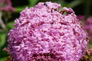 Buddleja-davidii-paecock-nyariorgona