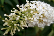 Buddleja-davidii_nyariorgona-nanho-white