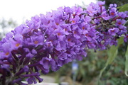 Buddleja-davidii_nyariorgona-wisteria-lane-flower