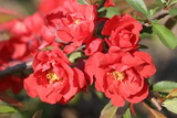Red Joy japánbirs Chaenomeles-japonica-red-joy-virag