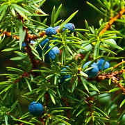Juniperus-conferta-Schlager-fovenyboroka-3027258_180.jpg