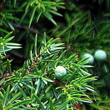 Juniperus conferta Schlager fövenyboróka terméssel