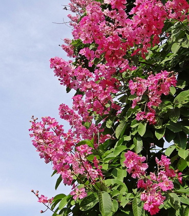 Lagerstroemia-giant-crape-myrtle