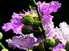 Lagerstroemia-indica-banaba