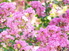 Lagerstroemia-indica-barberry-selyemmirtusz
