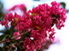 Lagerstroemia-indica-flowers-selyemmirtusz