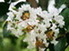 Lagerstroemia-indica-white-crimson-tree-selyemmirtusz