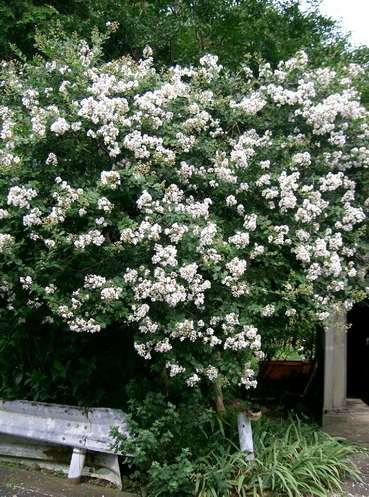Lagerstroemia-indica-white-flowers-369x497.jpg