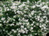 Lagerstroemia-indica-white-flowers