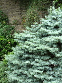 abies-concolor-compacta_torpe-koloradofenyo