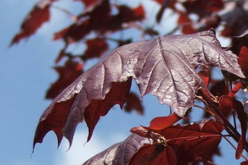 acer-platanoides-crimson-king-verjuhar-barnas-voros-levele