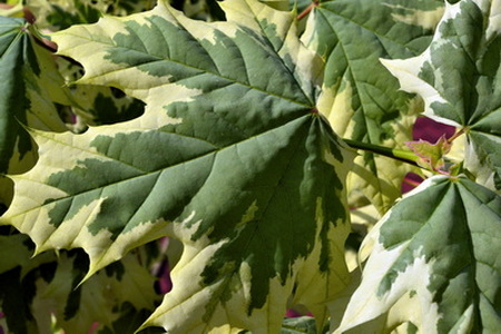 acer-platanoides-drummondii-leaves