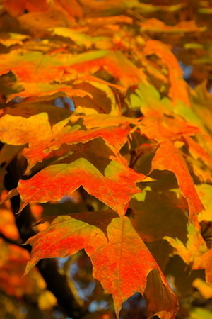 acer-platanoides-globosum_gombjuhar-leaves