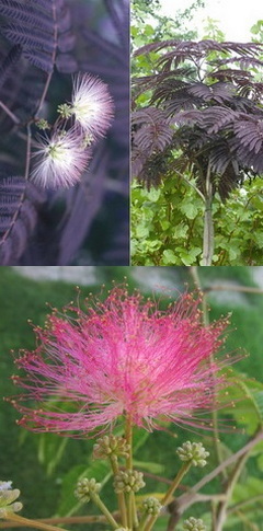 albizia-julibrissin-es-summer-chocolate