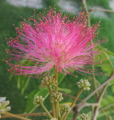 albizia-julibrissin_selyemakac