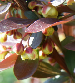 berberis-thumbergii-atropurpurea-verborbolya-viragzas-240x268.JPG