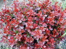 berberis-thunbergii-bagatelle-verborbolya
