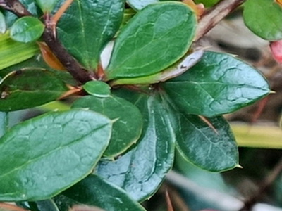 berberis-x-media-parkjuweel-fenyeslevelu-borbolya