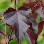 Royal Frost nyírfa fajta bordó levele betula-pendula-royal-frost-bordo-levelu-nyir