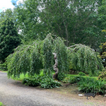 betula-pendula-youngii